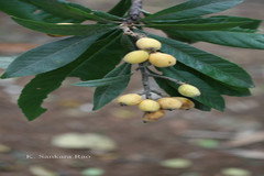 Eriobotrya japonica
